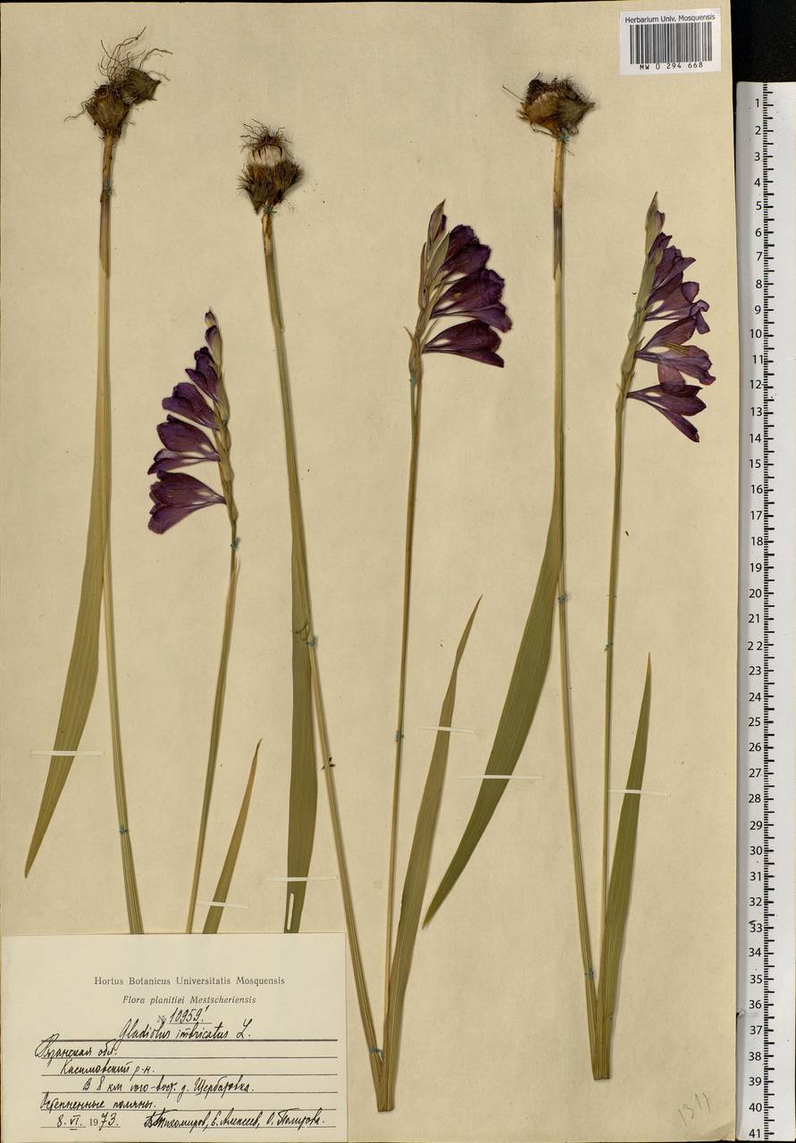 Gladiolus imbricatus L., Eastern Europe, Central region (E4) (Russia)