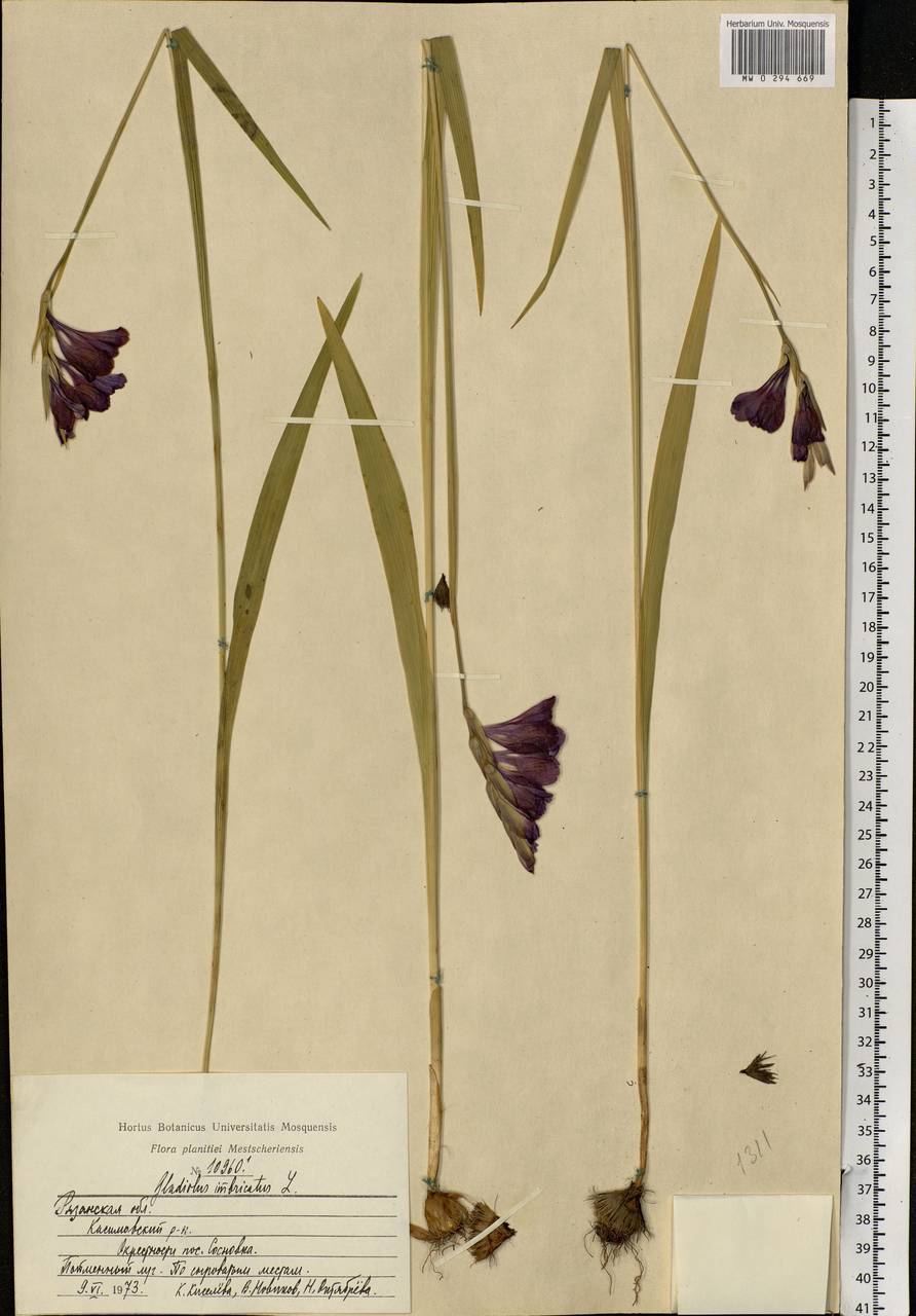 Gladiolus imbricatus L., Eastern Europe, Central region (E4) (Russia)