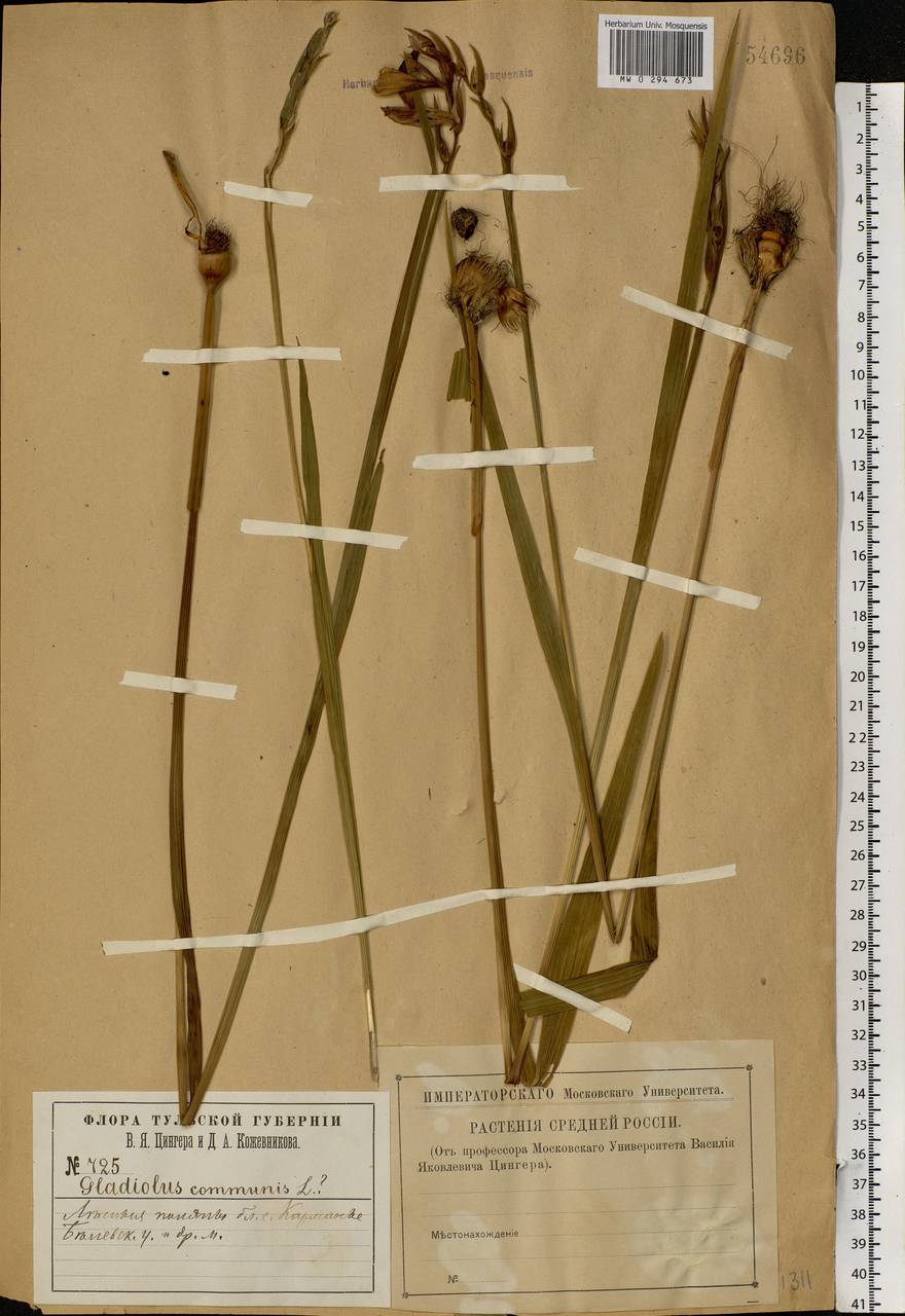 Gladiolus imbricatus L., Eastern Europe, Central region (E4) (Russia)