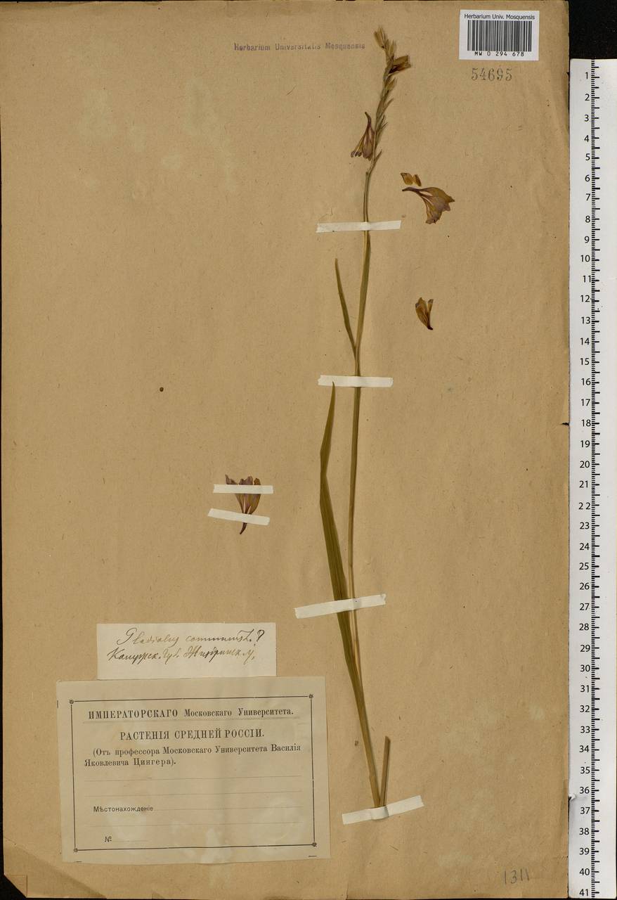 Gladiolus imbricatus L., Eastern Europe, Central region (E4) (Russia)