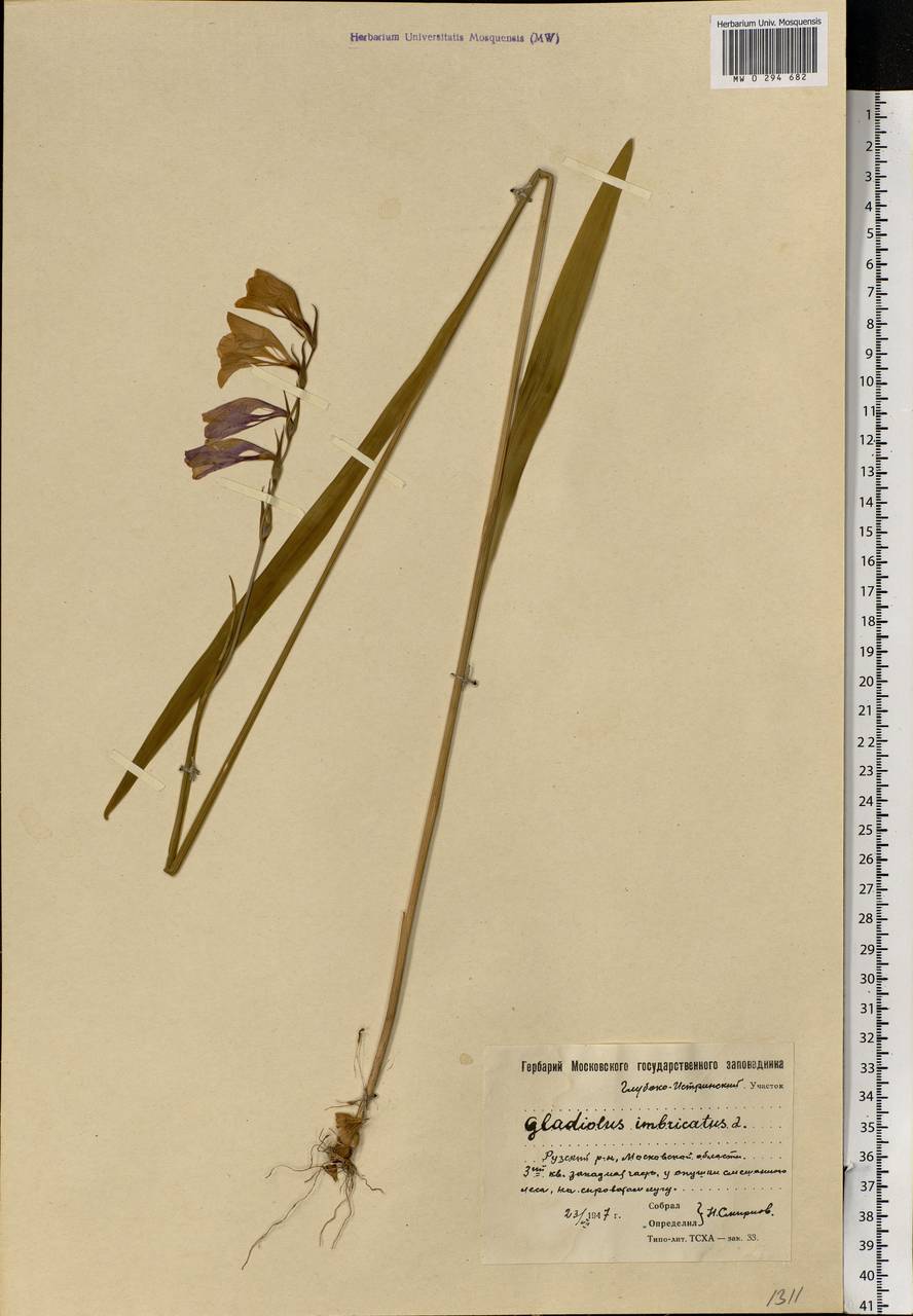 Gladiolus imbricatus L., Eastern Europe, Moscow region (E4a) (Russia)