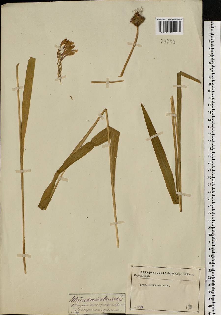 Gladiolus imbricatus L., Eastern Europe, Moscow region (E4a) (Russia)