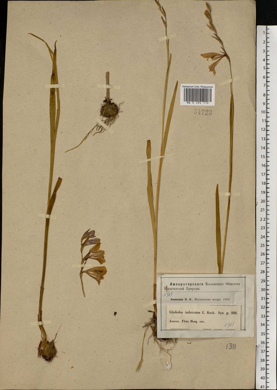 Gladiolus imbricatus L., Eastern Europe, Moscow region (E4a) (Russia)