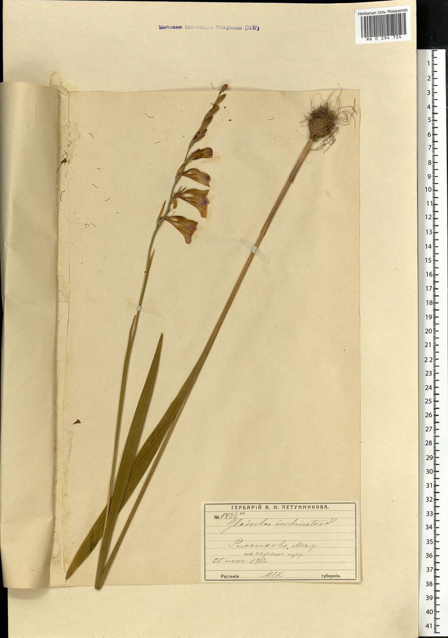 Gladiolus imbricatus L., Eastern Europe, Moscow region (E4a) (Russia)