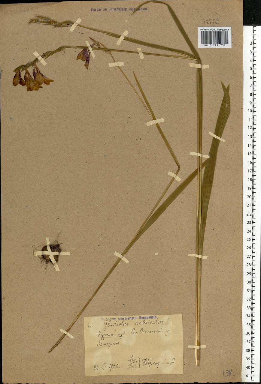 Gladiolus imbricatus L., Eastern Europe, Central forest-and-steppe region (E6) (Russia)