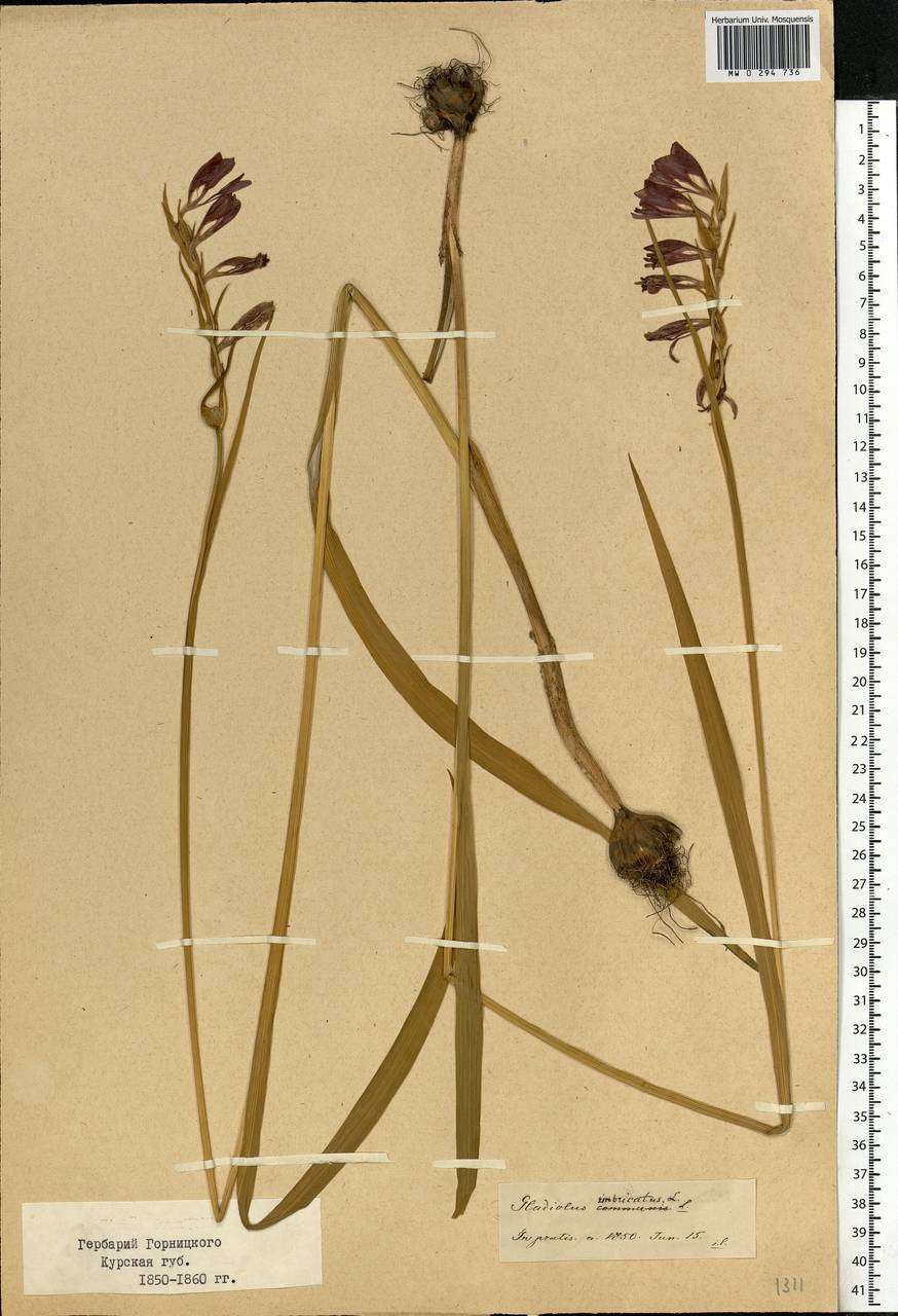 Gladiolus imbricatus L., Eastern Europe, Central forest-and-steppe region (E6) (Russia)