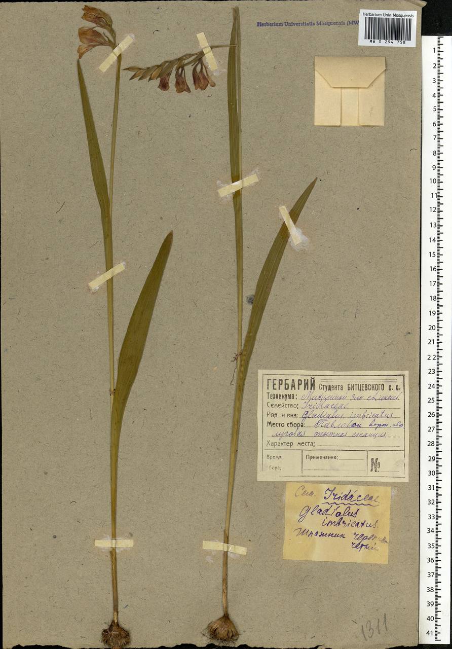 Gladiolus imbricatus L., Eastern Europe, Central forest-and-steppe region (E6) (Russia)