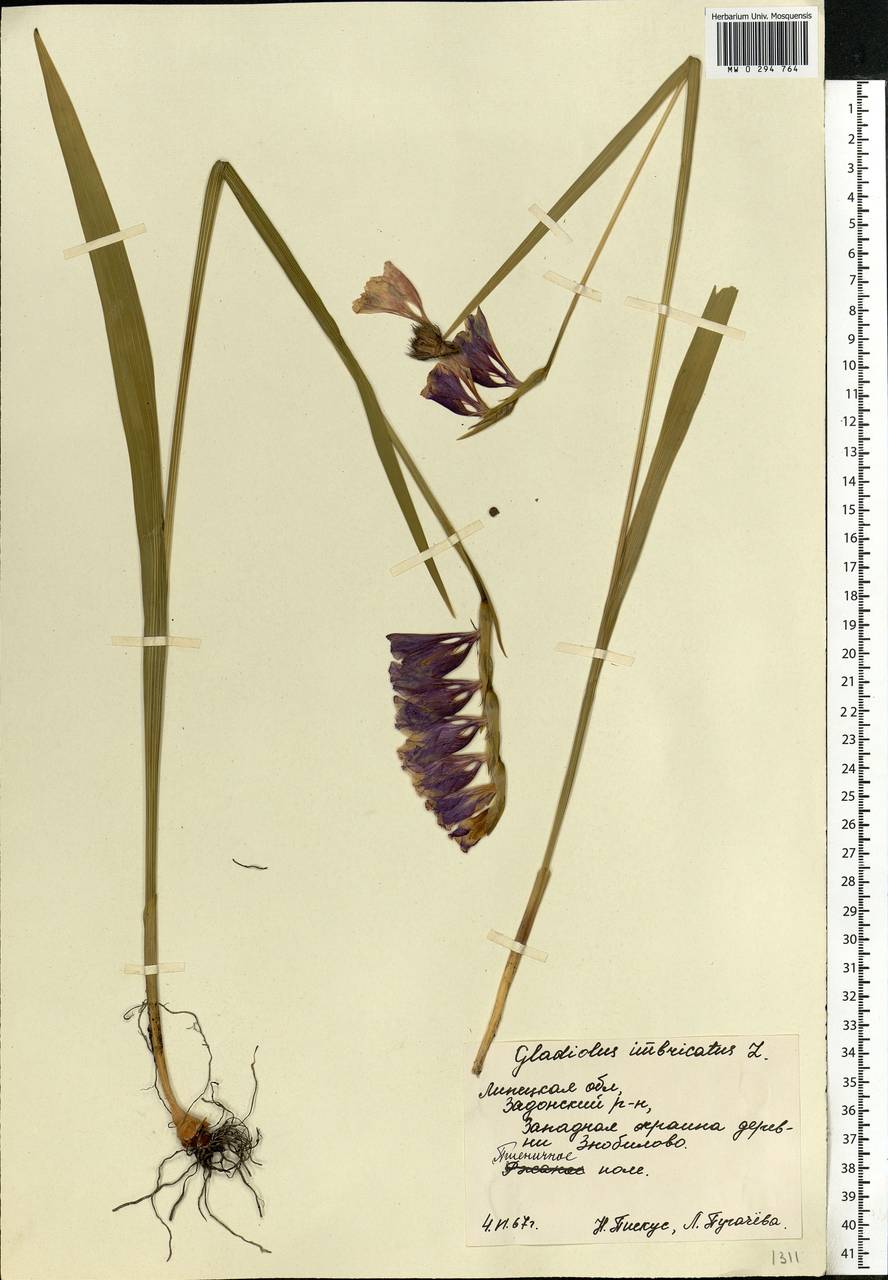 Gladiolus imbricatus L., Eastern Europe, Central forest-and-steppe region (E6) (Russia)