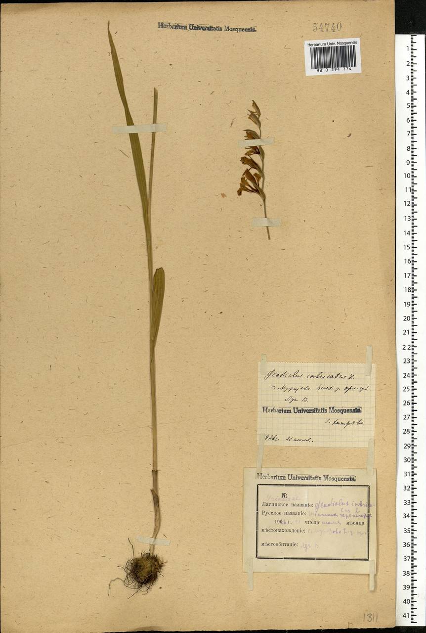 Gladiolus imbricatus L., Eastern Europe, Central forest-and-steppe region (E6) (Russia)