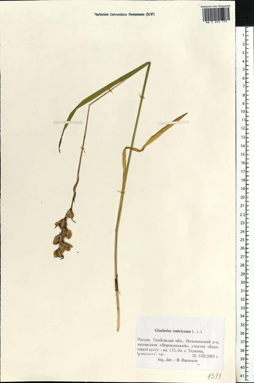 Gladiolus imbricatus L., Eastern Europe, Central forest-and-steppe region (E6) (Russia)