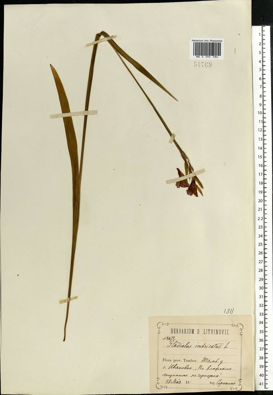 Gladiolus imbricatus L., Eastern Europe, Central forest-and-steppe region (E6) (Russia)