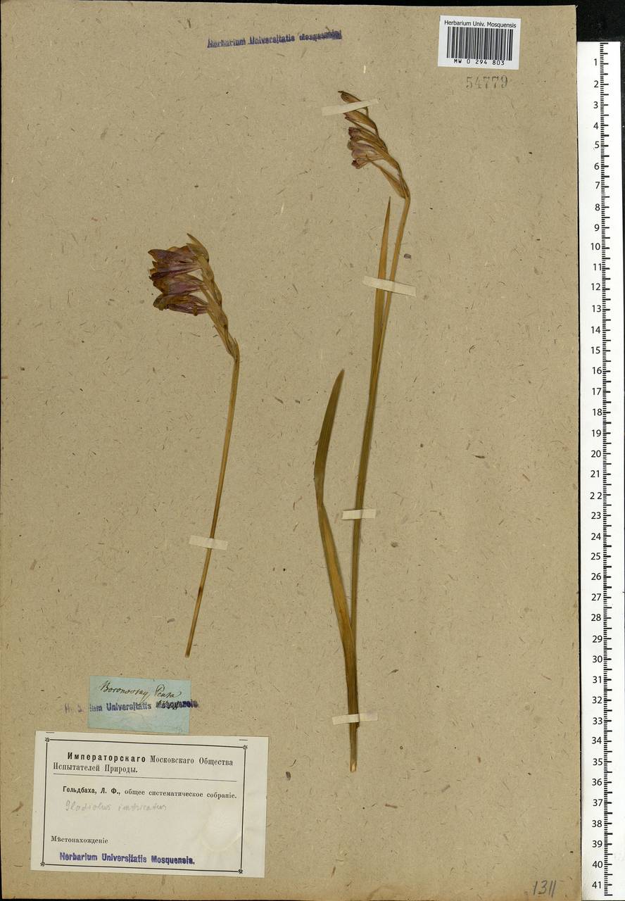 Gladiolus imbricatus L., Eastern Europe, Middle Volga region (E8) (Russia)