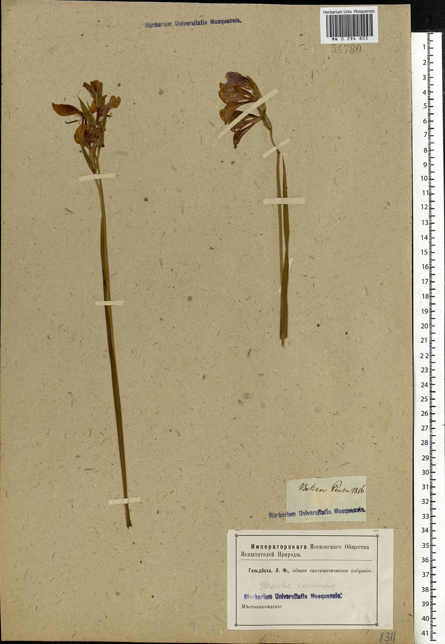 Gladiolus imbricatus L., Eastern Europe, Middle Volga region (E8) (Russia)