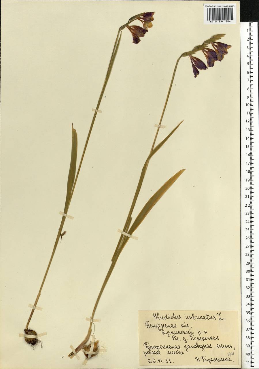 Gladiolus imbricatus L., Eastern Europe, Middle Volga region (E8) (Russia)