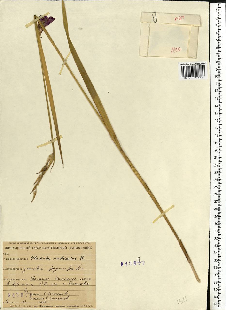Gladiolus imbricatus L., Eastern Europe, Middle Volga region (E8) (Russia)