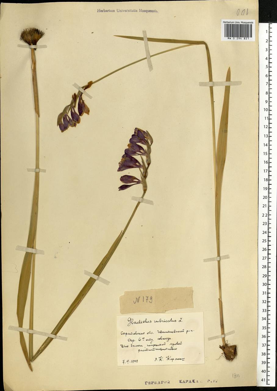 Gladiolus imbricatus L., Eastern Europe, Lower Volga region (E9) (Russia)