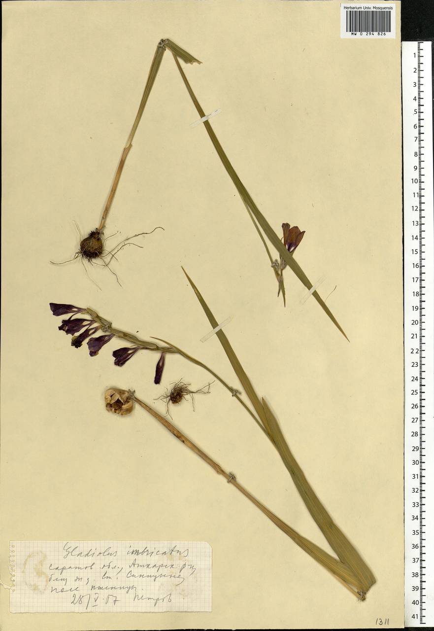 Gladiolus imbricatus L., Eastern Europe, Lower Volga region (E9) (Russia)