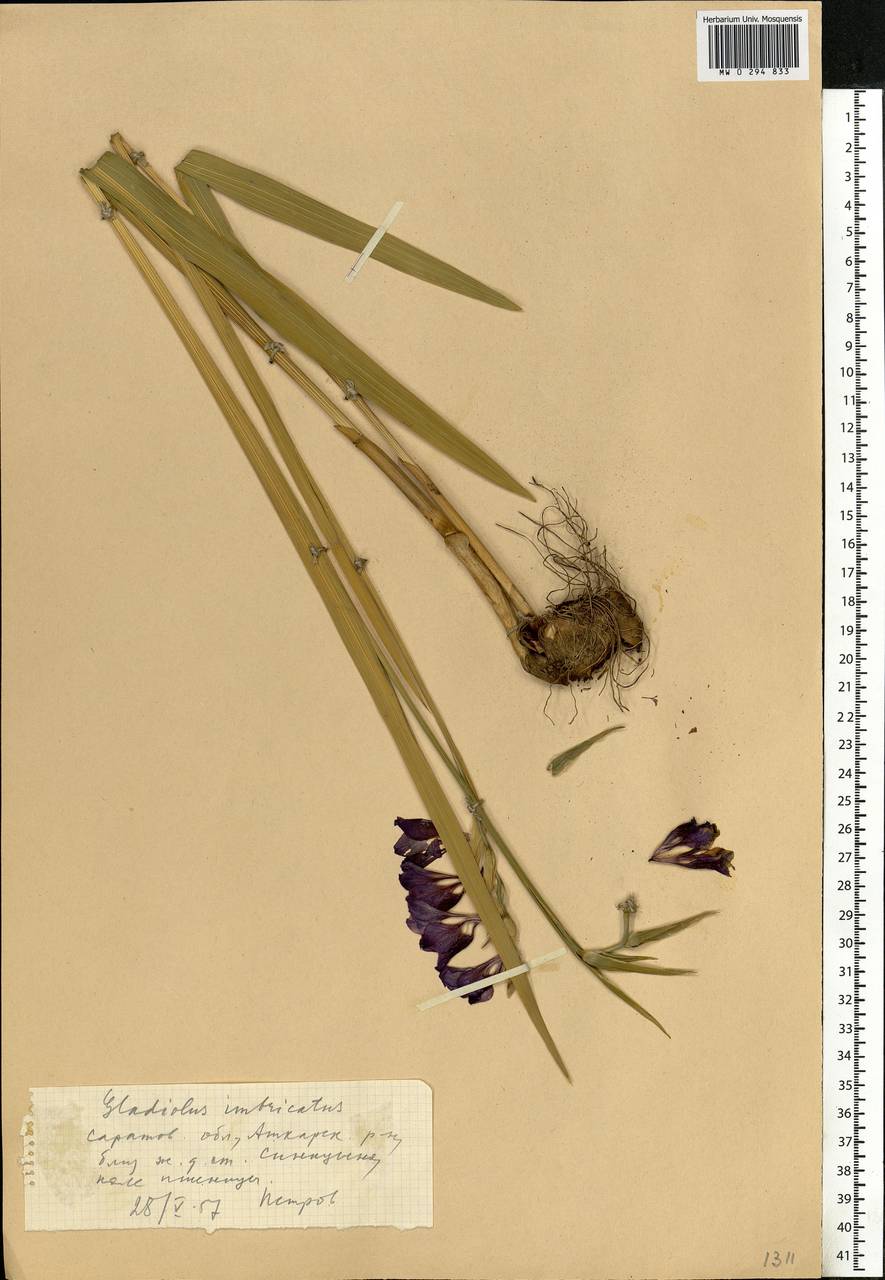 Gladiolus imbricatus L., Eastern Europe, Lower Volga region (E9) (Russia)