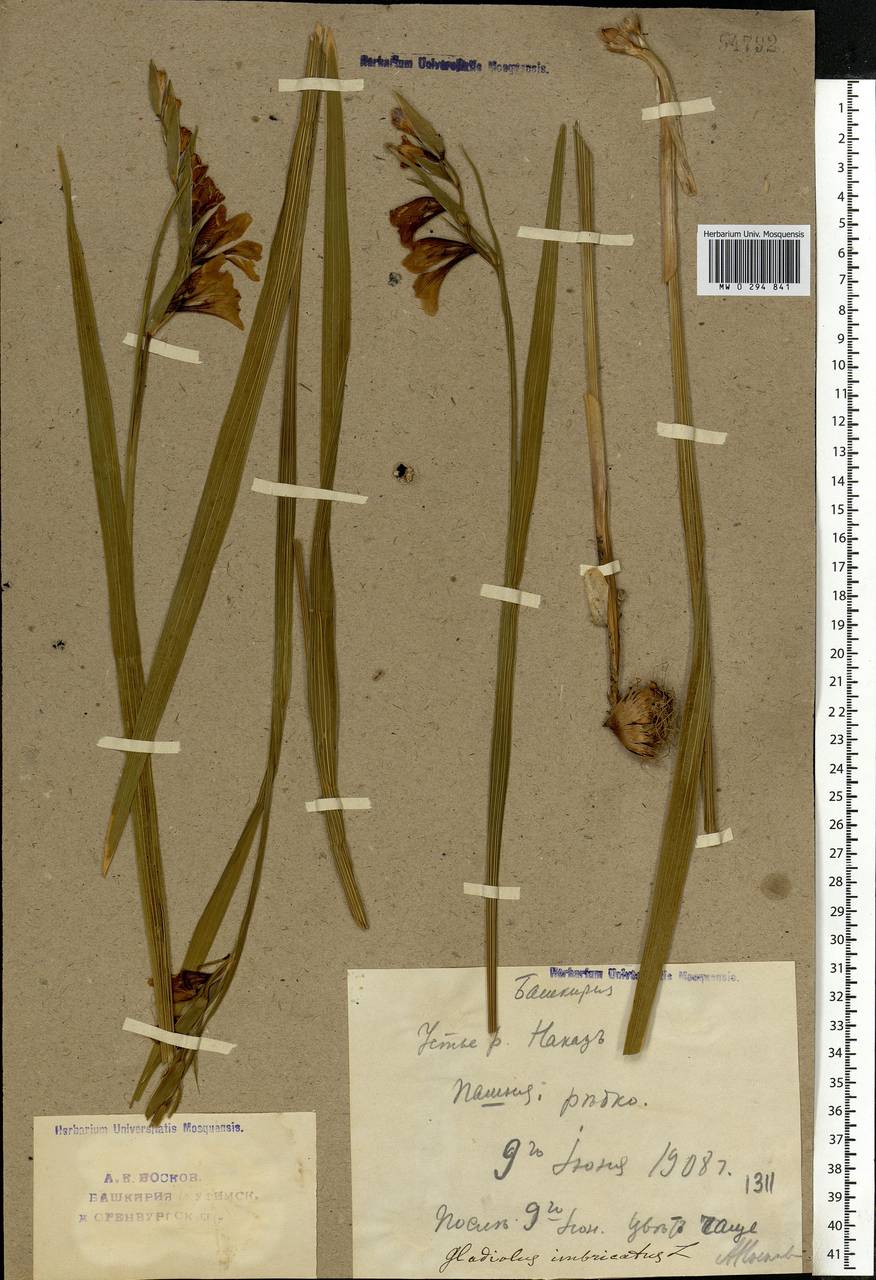 Gladiolus imbricatus L., Eastern Europe, Eastern region (E10) (Russia)