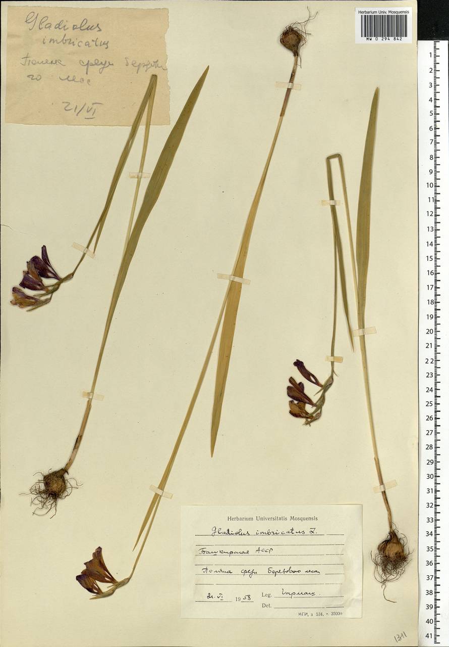Gladiolus imbricatus L., Eastern Europe, Eastern region (E10) (Russia)