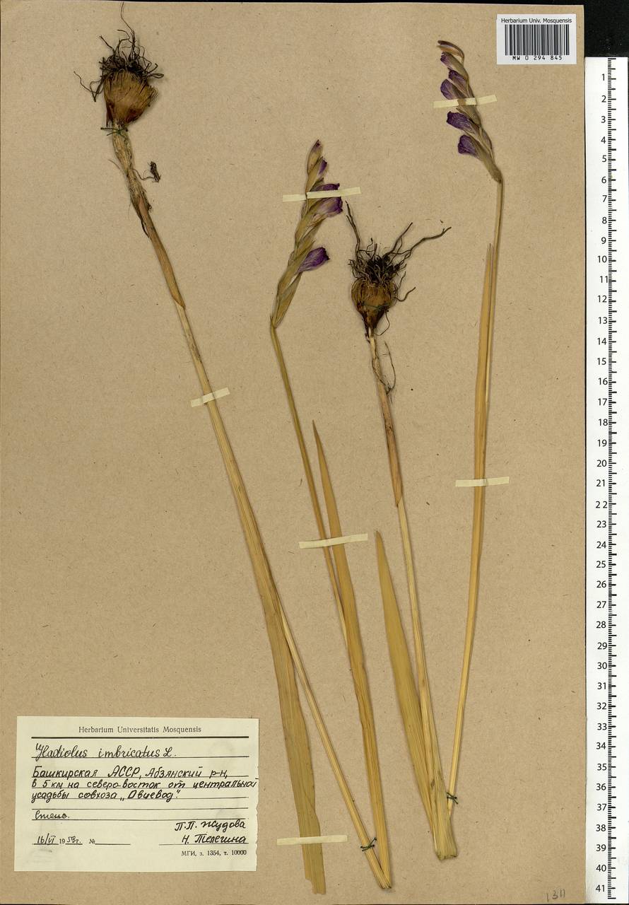 Gladiolus imbricatus L., Eastern Europe, Eastern region (E10) (Russia)