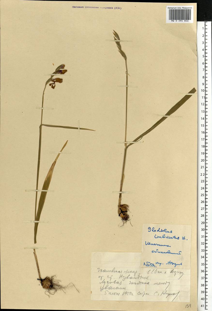 Gladiolus imbricatus L., Eastern Europe, Eastern region (E10) (Russia)