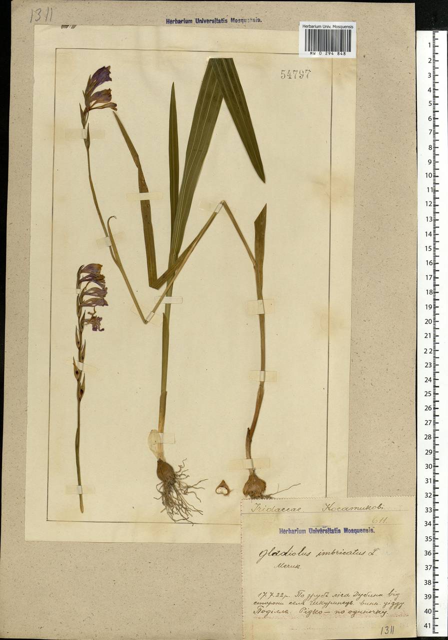 Gladiolus imbricatus L., Eastern Europe, South Ukrainian region (E12) (Ukraine)