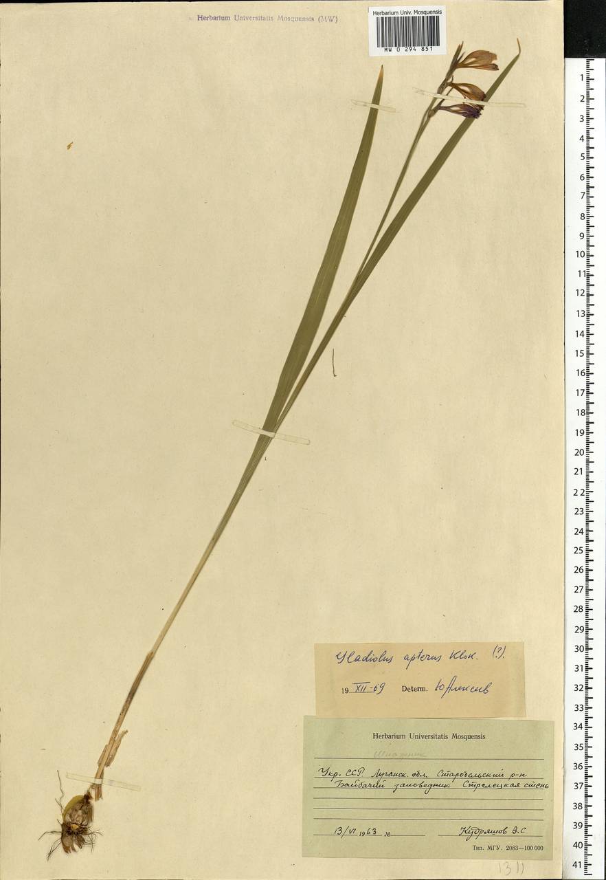 Gladiolus imbricatus L., Eastern Europe, North Ukrainian region (E11) (Ukraine)