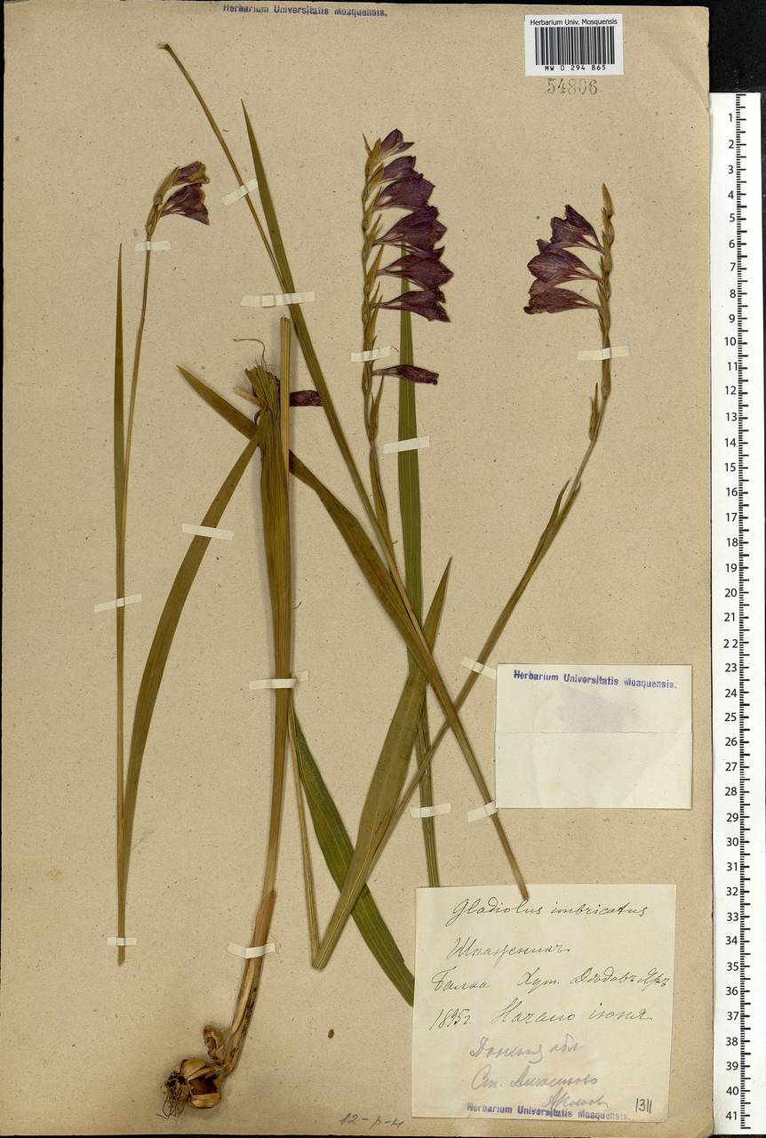 Gladiolus imbricatus L., Eastern Europe, Lower Volga region (E9) (Russia)