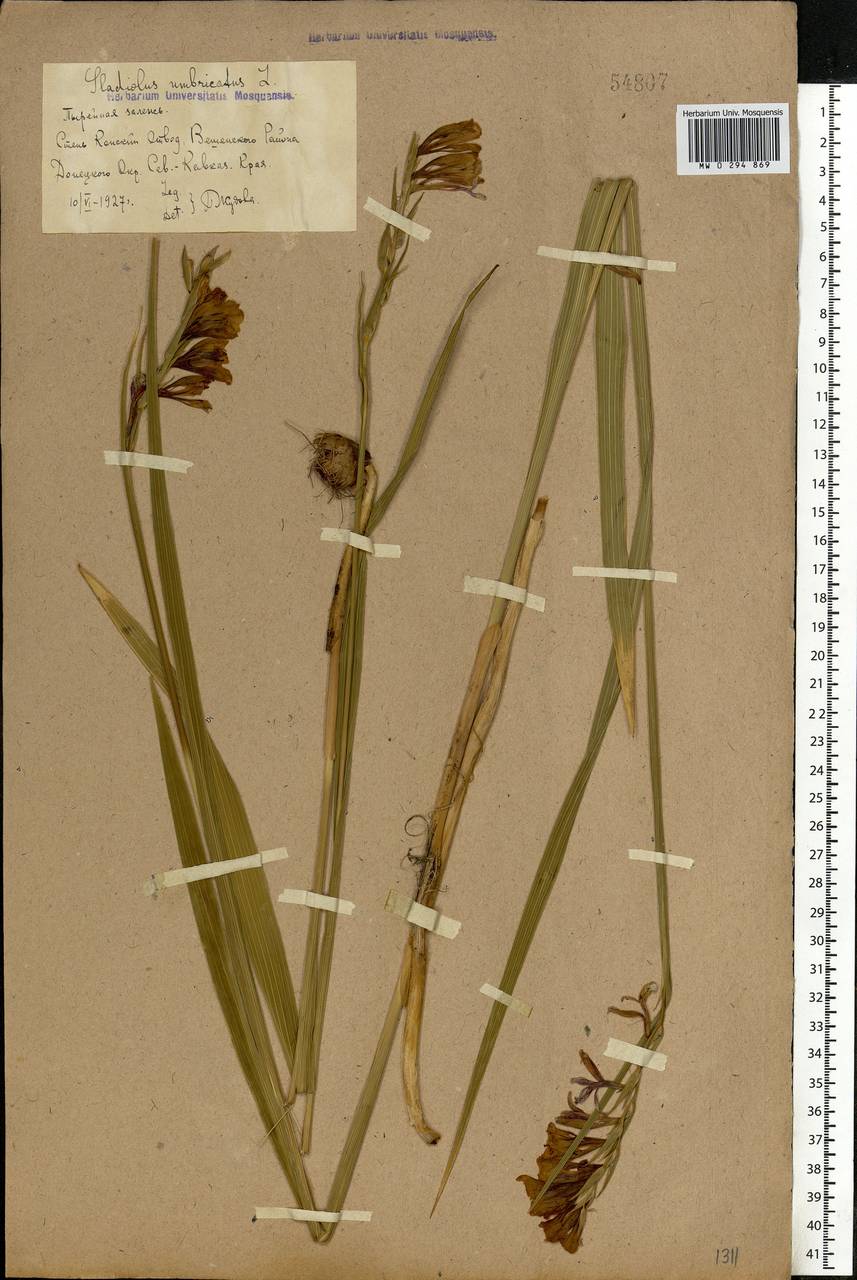 Gladiolus imbricatus L., Eastern Europe, Rostov Oblast (E12a) (Russia)