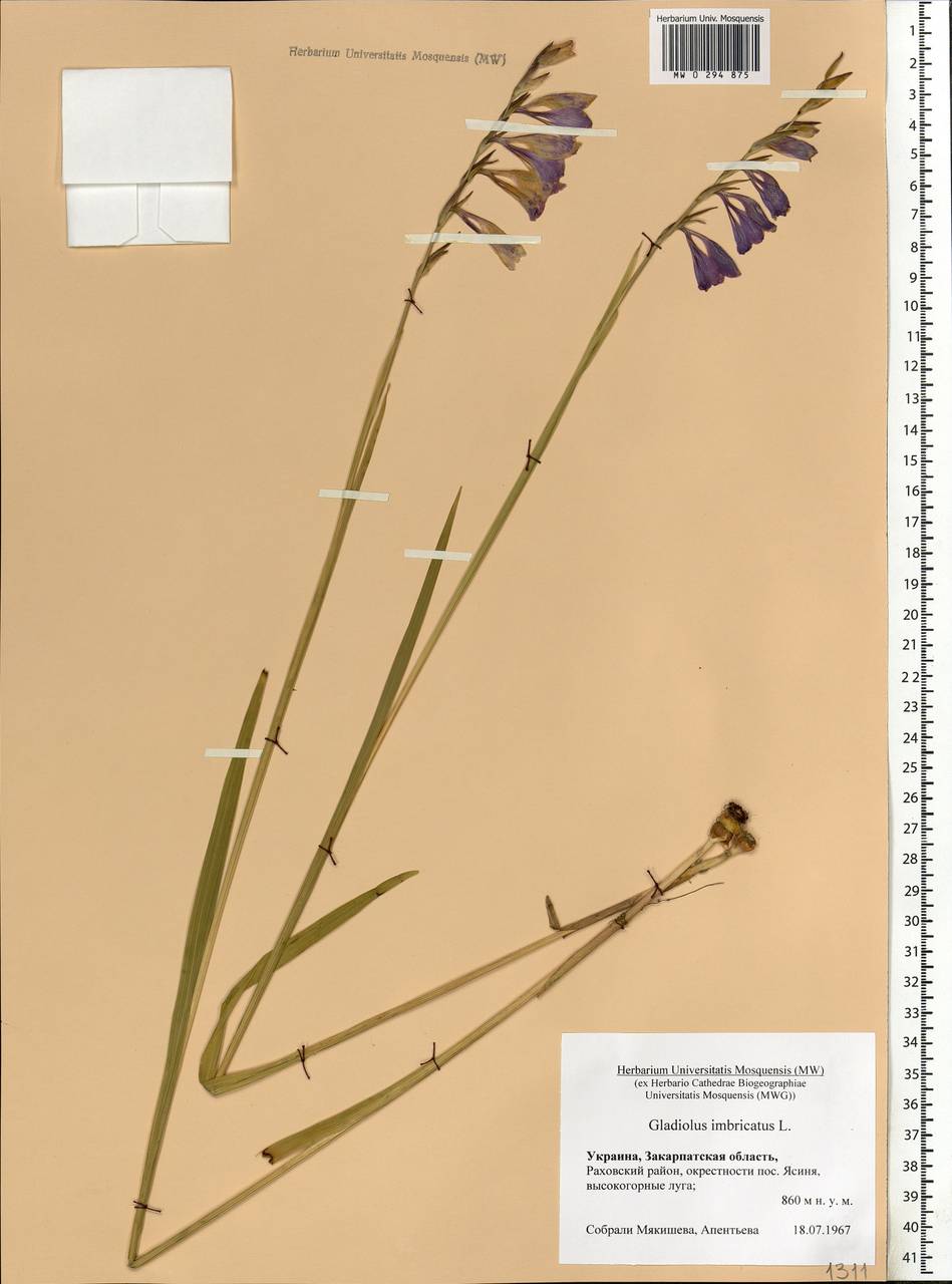 Gladiolus imbricatus L., Eastern Europe, West Ukrainian region (E13) (Ukraine)