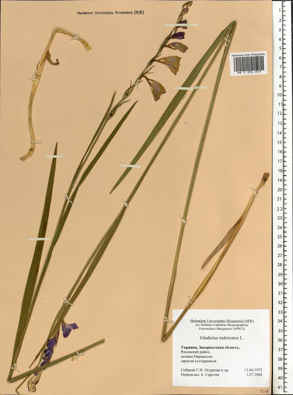 Gladiolus imbricatus L., Eastern Europe, West Ukrainian region (E13) (Ukraine)