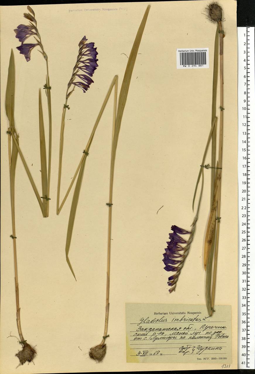 Gladiolus imbricatus L., Eastern Europe, West Ukrainian region (E13) (Ukraine)