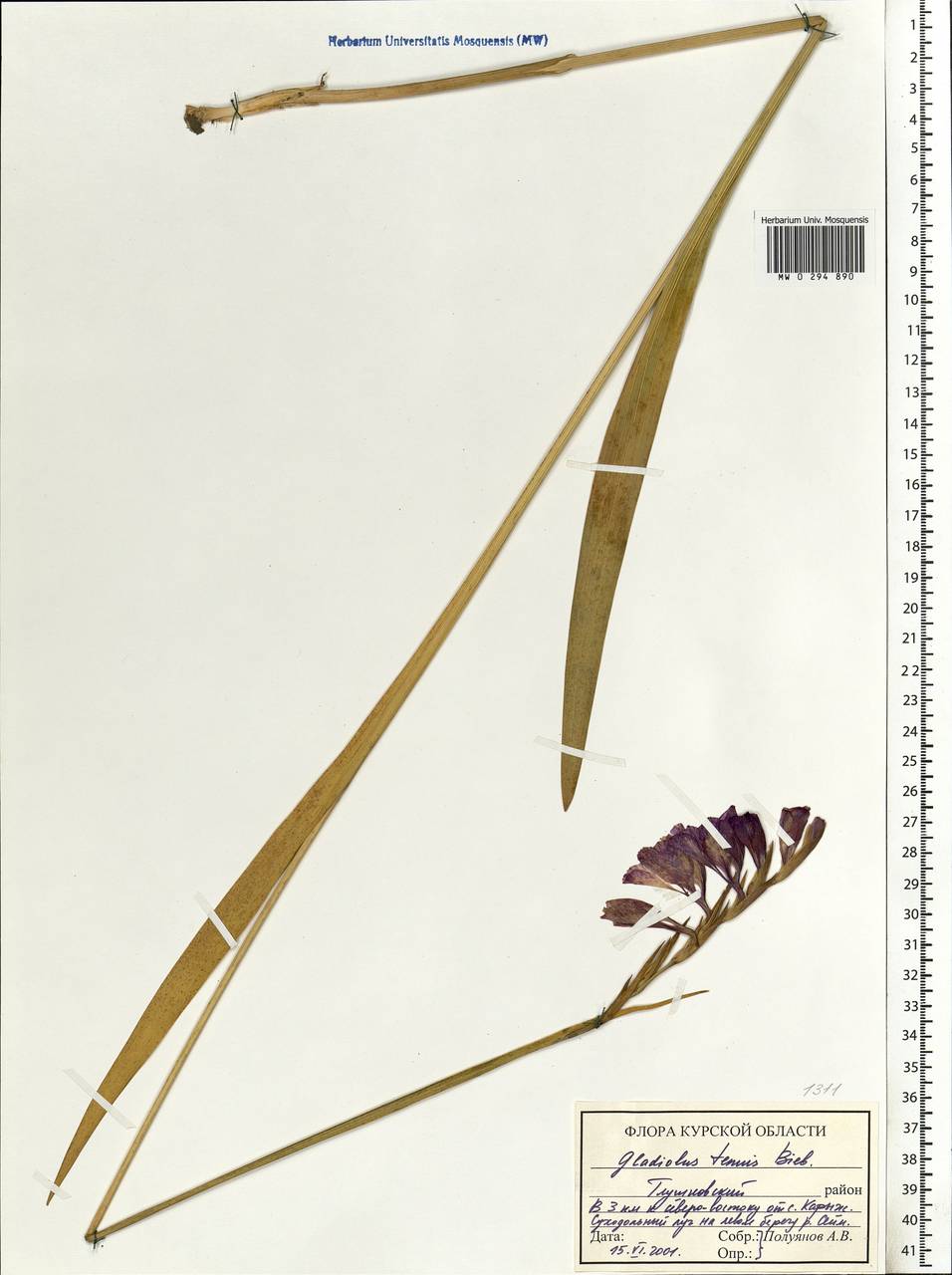 Gladiolus tenuis M.Bieb., Eastern Europe, Central forest-and-steppe region (E6) (Russia)