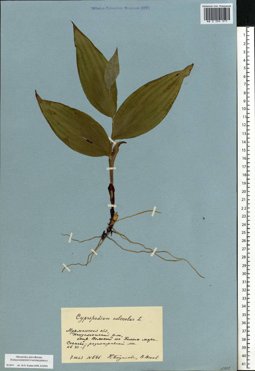 Cypripedium calceolus L., Eastern Europe, Northern region (E1) (Russia)