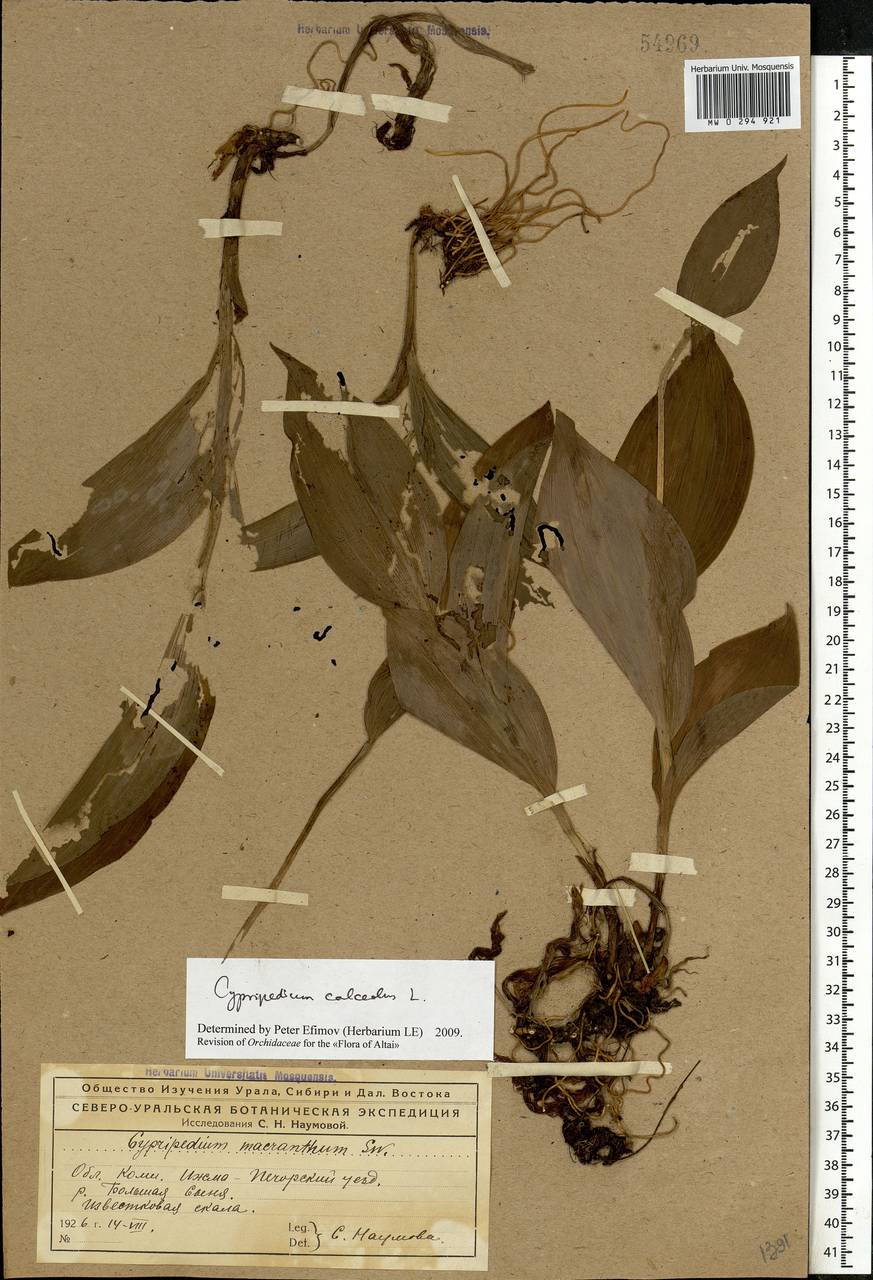 Cypripedium calceolus L., Eastern Europe, Northern region (E1) (Russia)