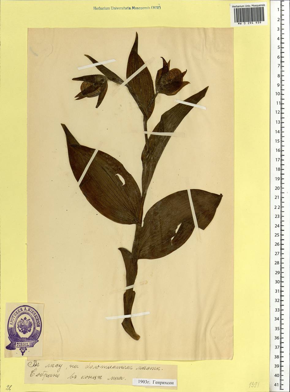 Cypripedium calceolus L., Eastern Europe, Estonia (E2c) (Estonia)