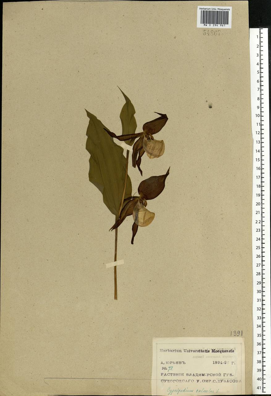 Cypripedium calceolus L., Eastern Europe, Central region (E4) (Russia)