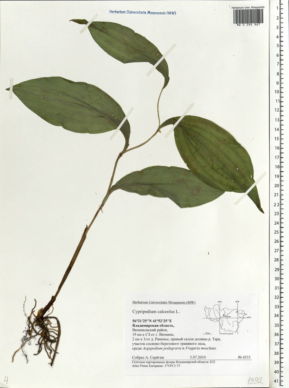 Cypripedium calceolus L., Eastern Europe, Central region (E4) (Russia)