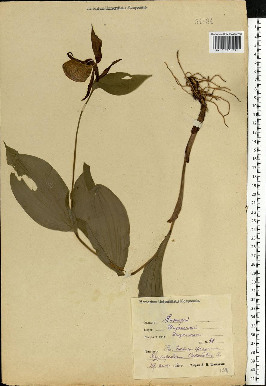 Cypripedium calceolus L., Eastern Europe, Central forest region (E5) (Russia)