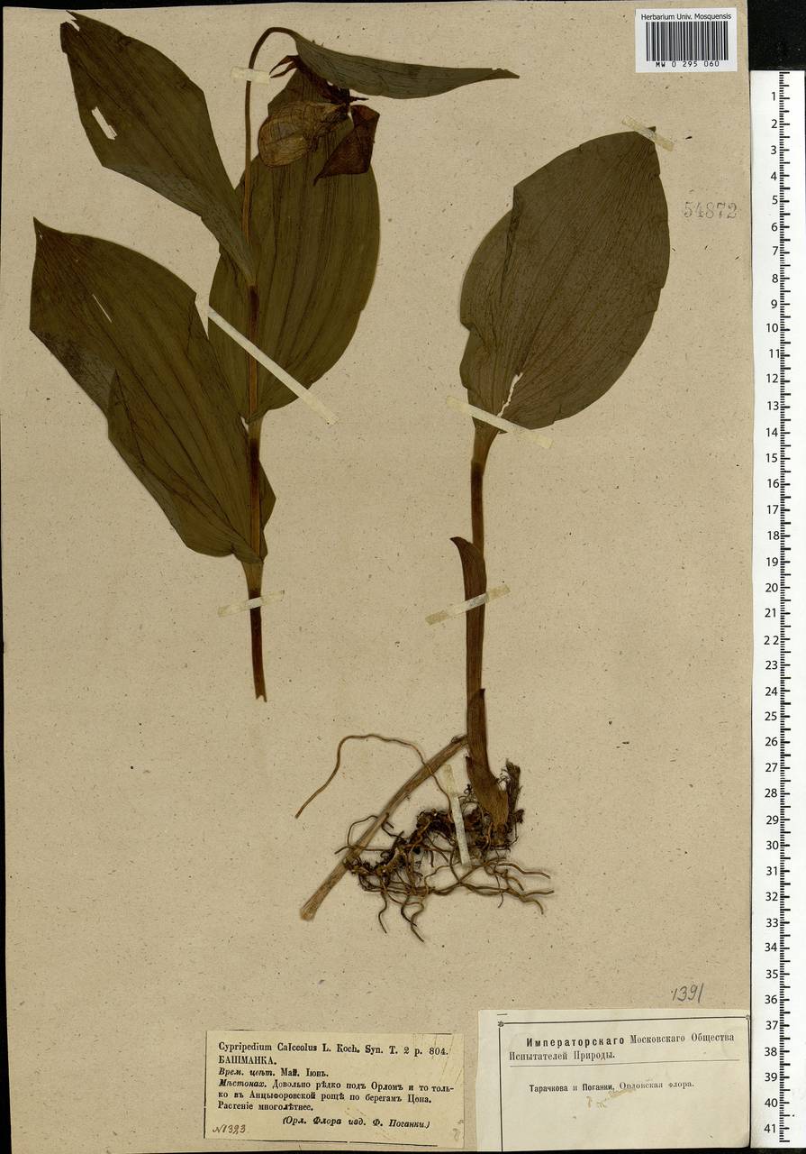 Cypripedium calceolus L., Eastern Europe, Central forest-and-steppe region (E6) (Russia)