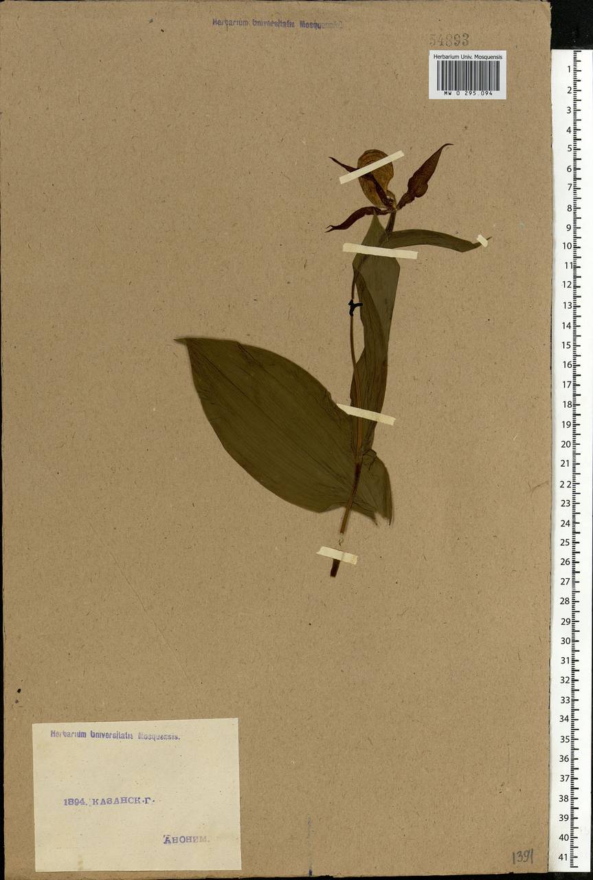 Cypripedium calceolus L., Eastern Europe, Middle Volga region (E8) (Russia)