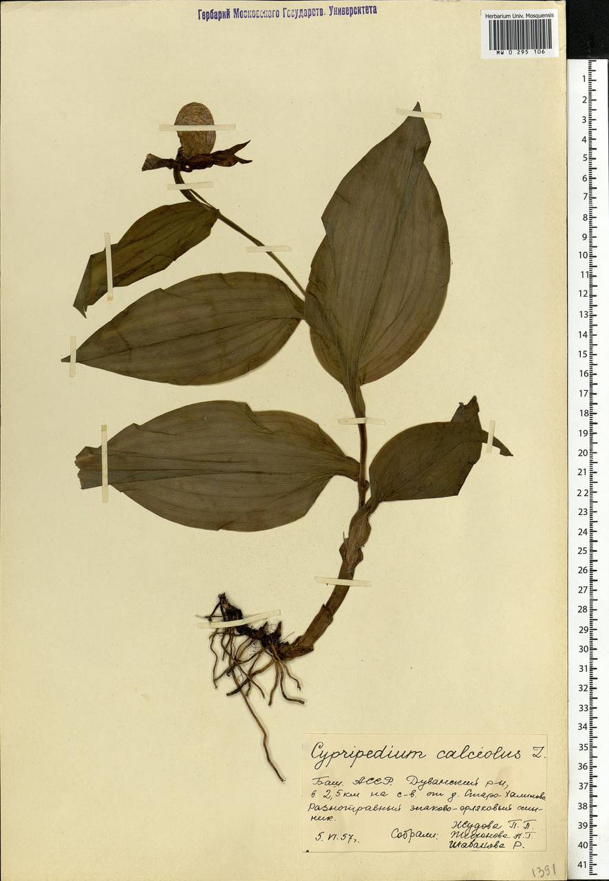 Cypripedium calceolus L., Eastern Europe, Eastern region (E10) (Russia)