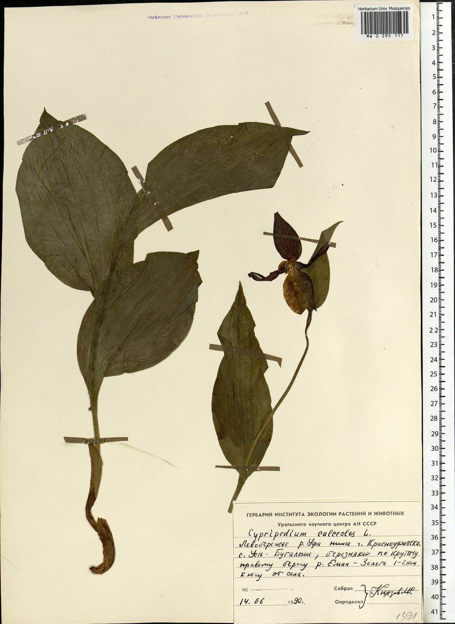 Cypripedium calceolus L., Eastern Europe, Eastern region (E10) (Russia)
