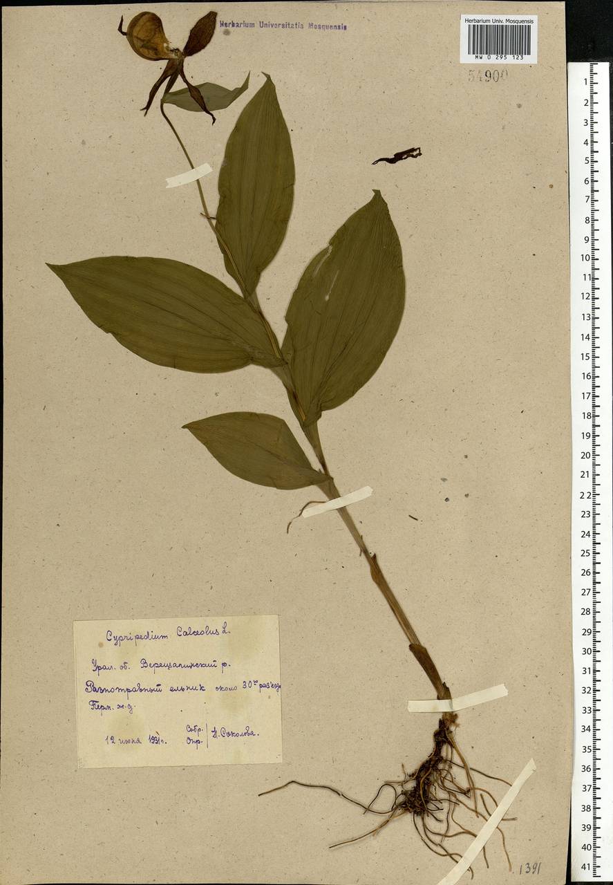 Cypripedium calceolus L., Eastern Europe, Eastern region (E10) (Russia)