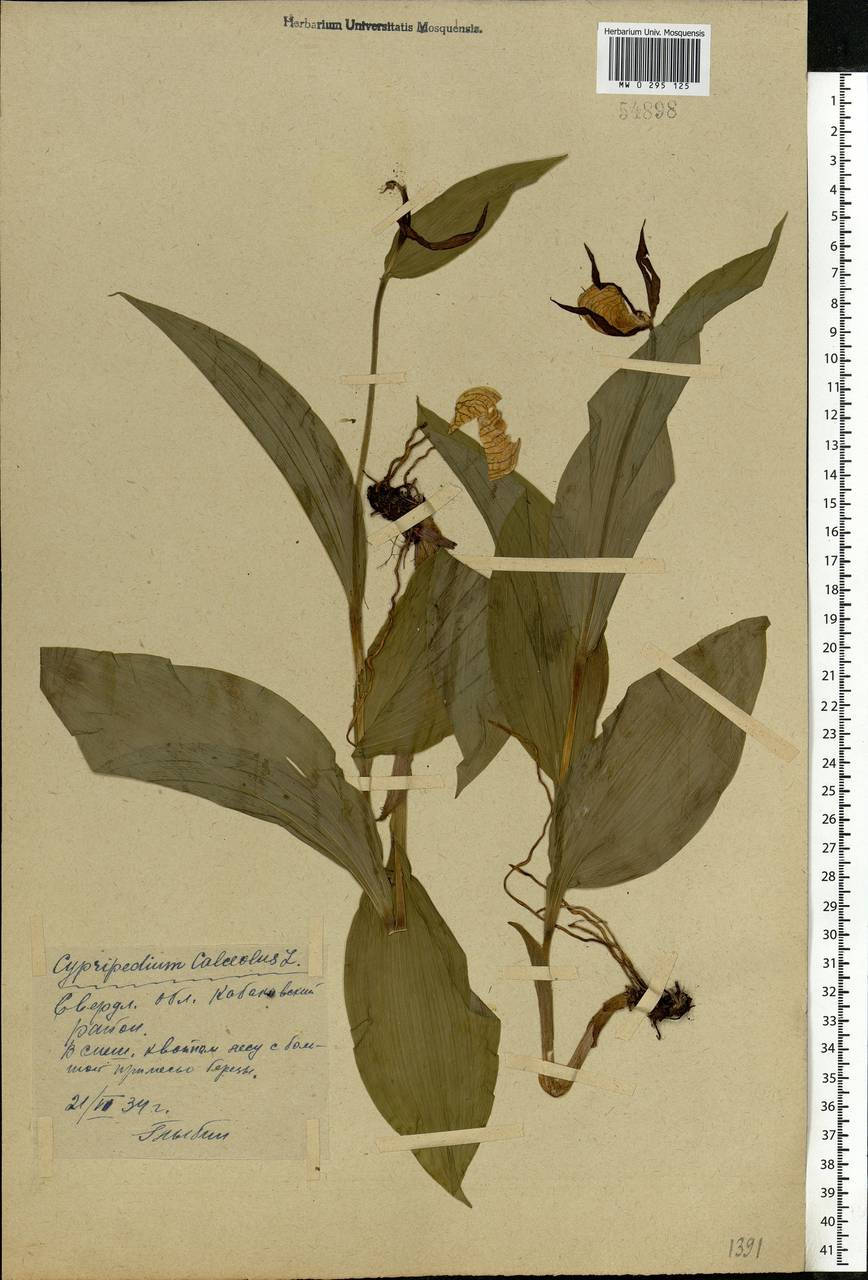 Cypripedium calceolus L., Eastern Europe, Eastern region (E10) (Russia)