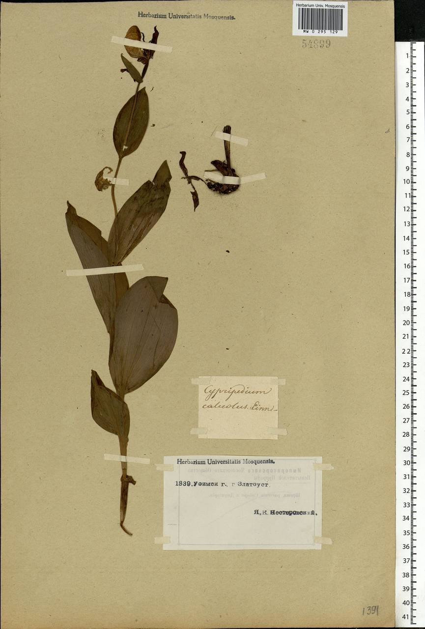 Cypripedium calceolus L., Eastern Europe, Eastern region (E10) (Russia)