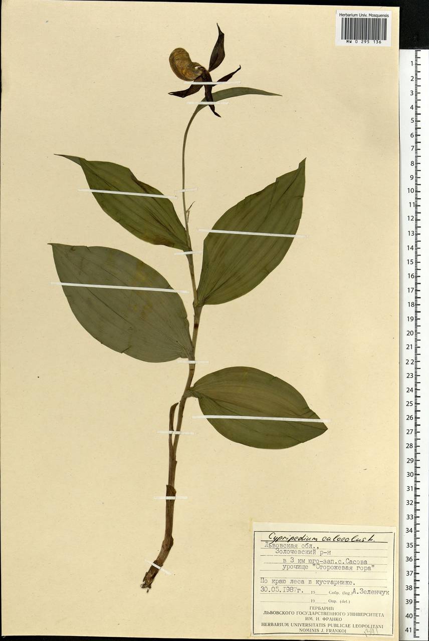 Cypripedium calceolus L., Eastern Europe, West Ukrainian region (E13) (Ukraine)