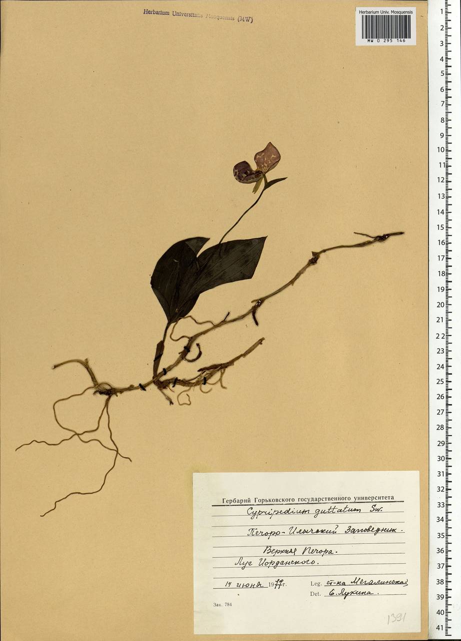 Cypripedium guttatum Sw., Eastern Europe, Northern region (E1) (Russia)