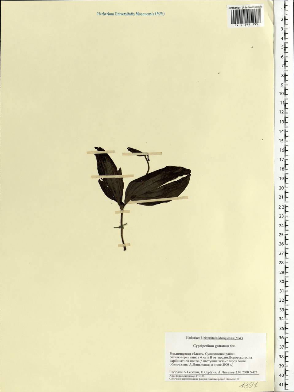 Cypripedium guttatum Sw., Eastern Europe, Central region (E4) (Russia)